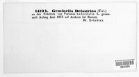 Schroeteria delastrina image